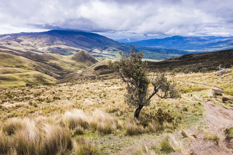 Paisaje del páramo andino cerca del volcán Illiniza, en Ecuador